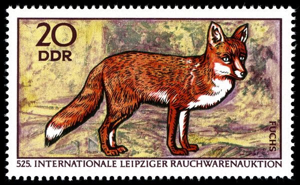 Red Fox (Vulpes vulpes)