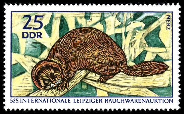 European Mink (Mustela lutreola)