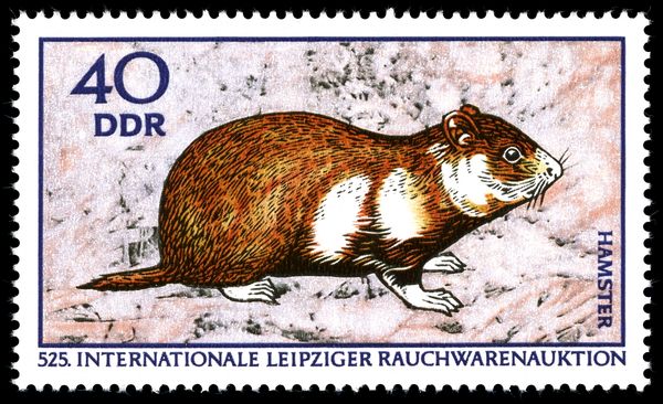 European Hamster (Cricetus cricetus)