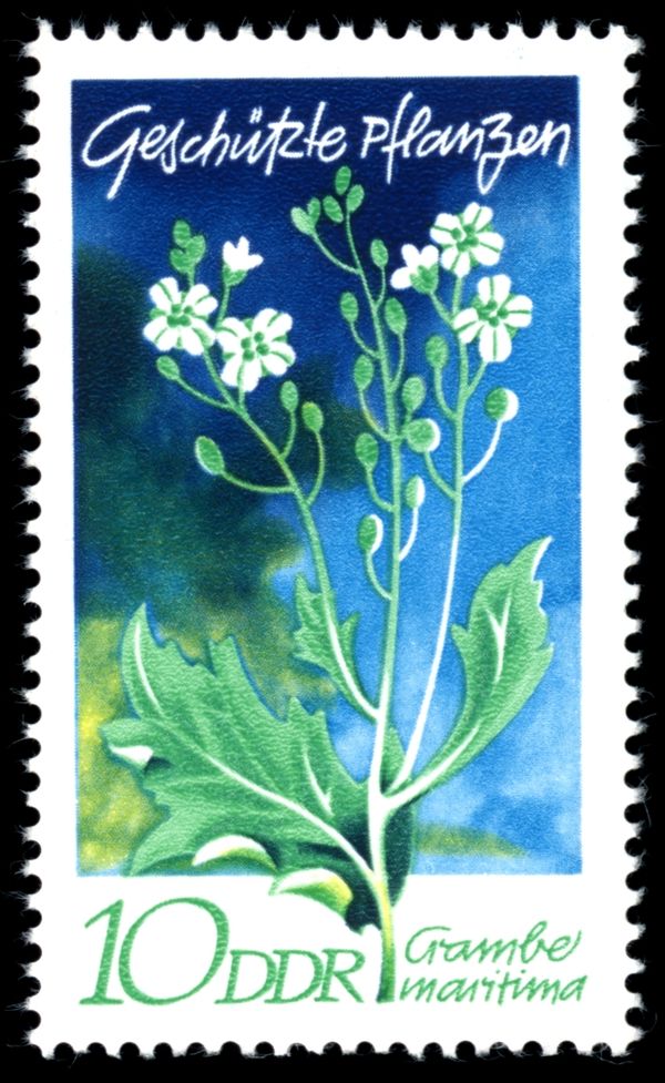 Sea Kale (Crambe maritima)