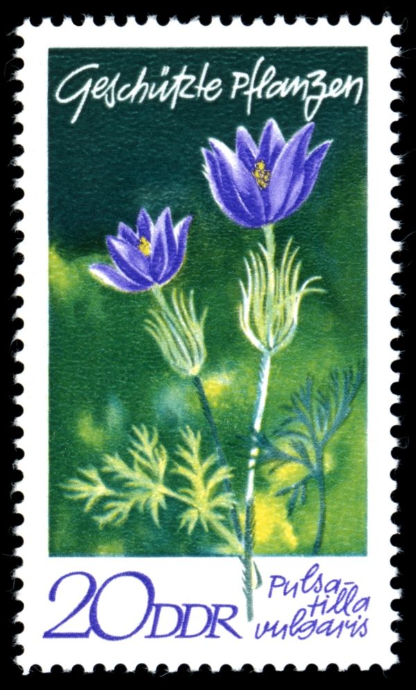 Pasqueflower (Pulsatilla vulgaris)