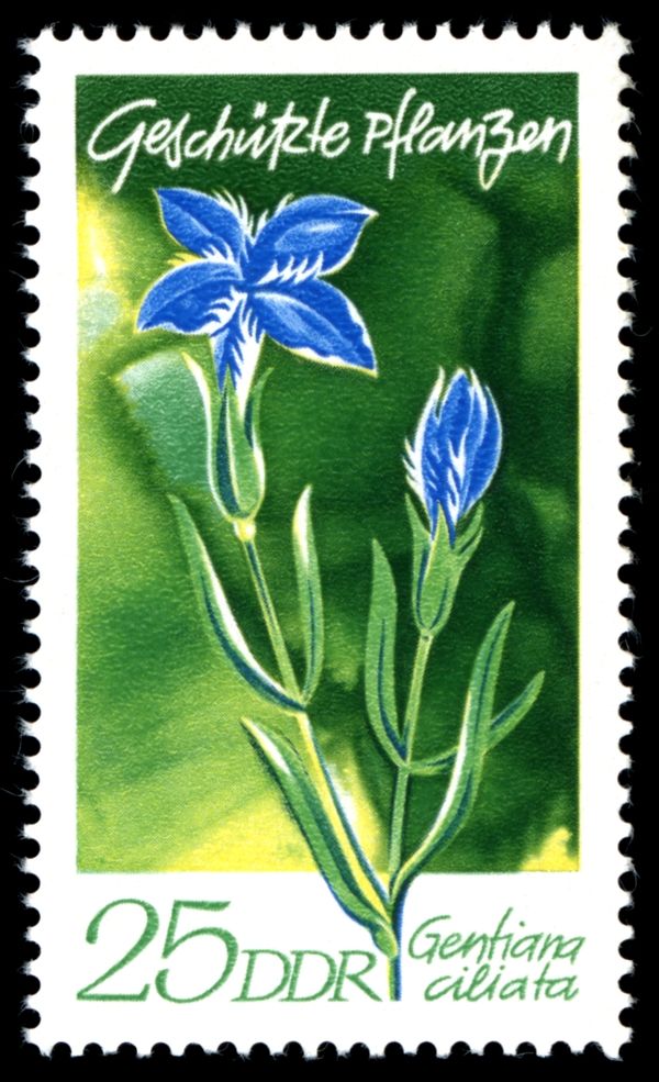 Common Fringed Gentian (Gentiana ciliata)