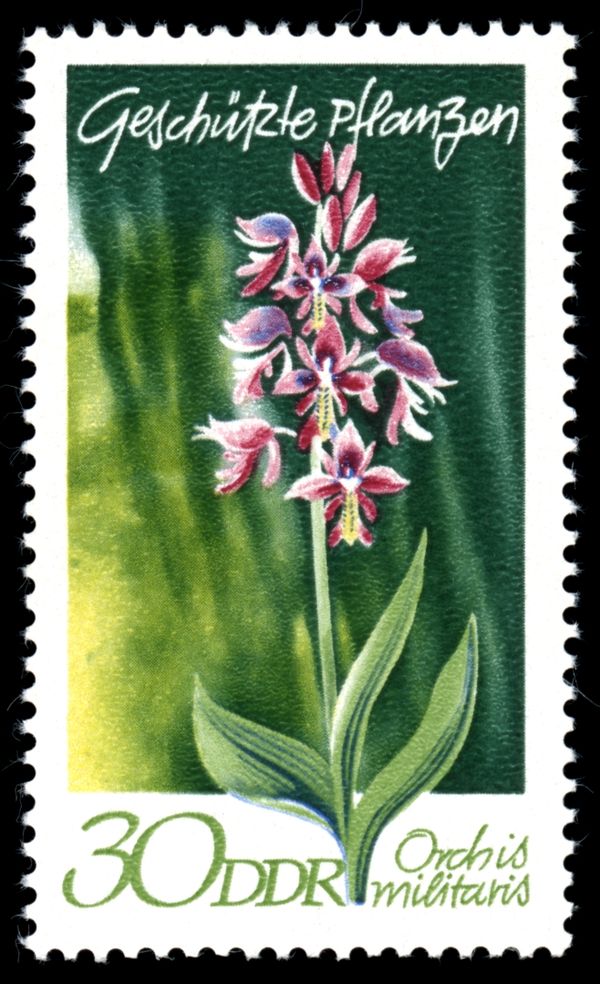 Military Orchid (Orchis militaris)