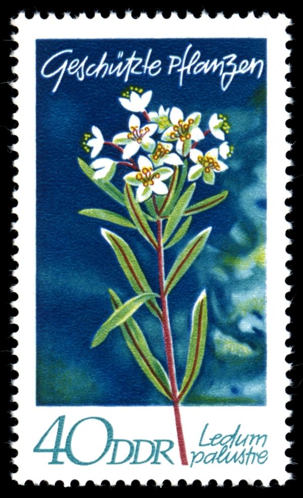 Marsh Labrador Tea (Ledum palustre)