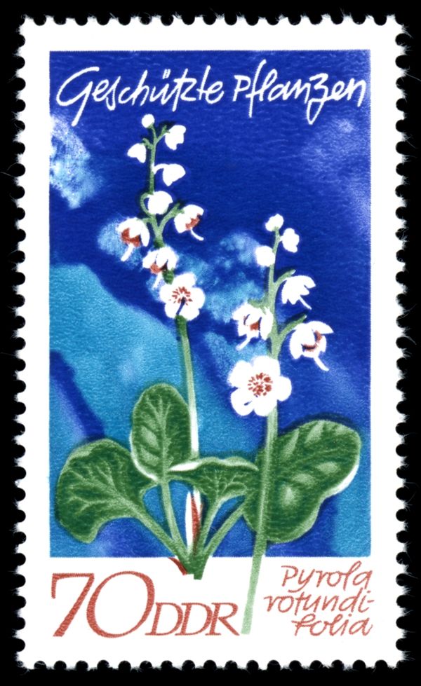 Round-leaved Wintergreen (Pyrola rotundifolia)