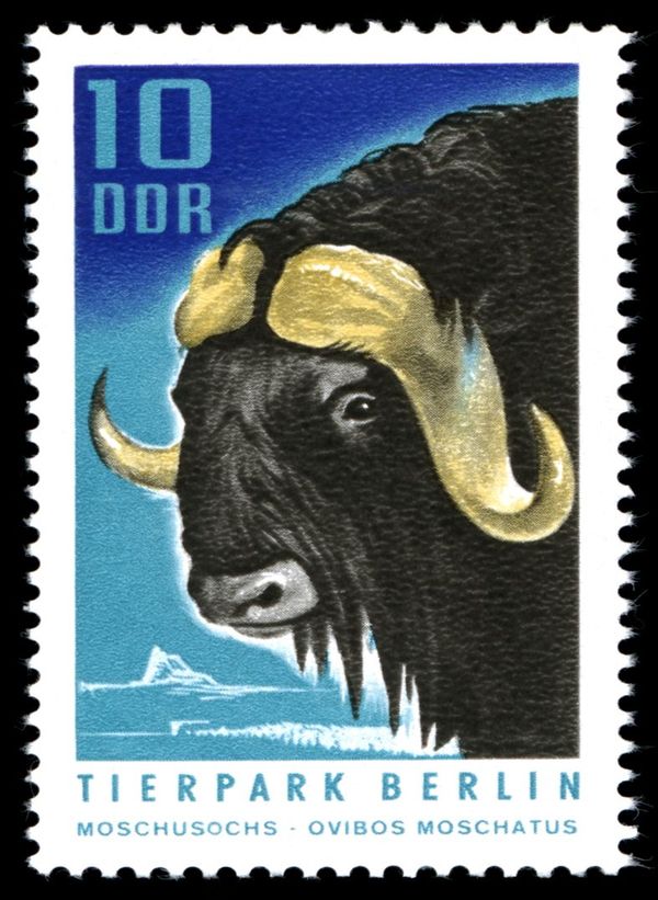 Muskox (Ovibos moschatus) 