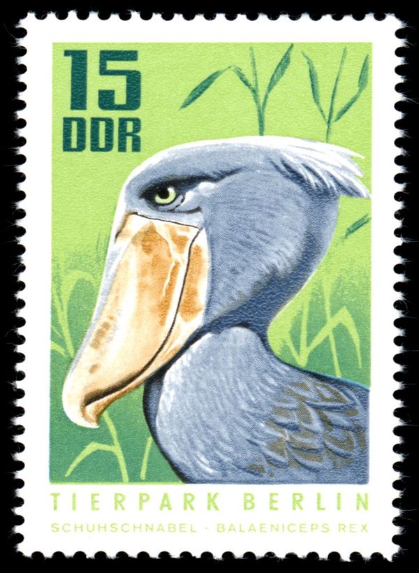 Shoebill (Balaeniceps rex)
