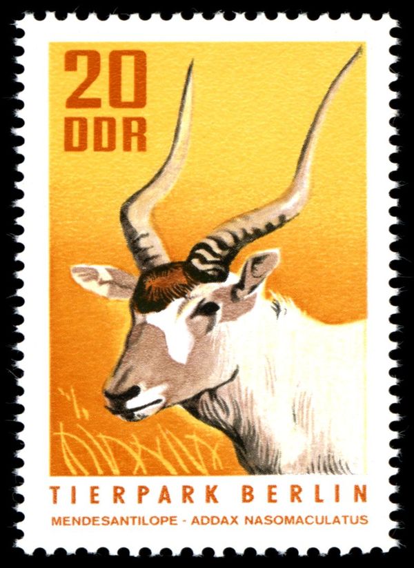 Addax (Addax nasomaculatus)
