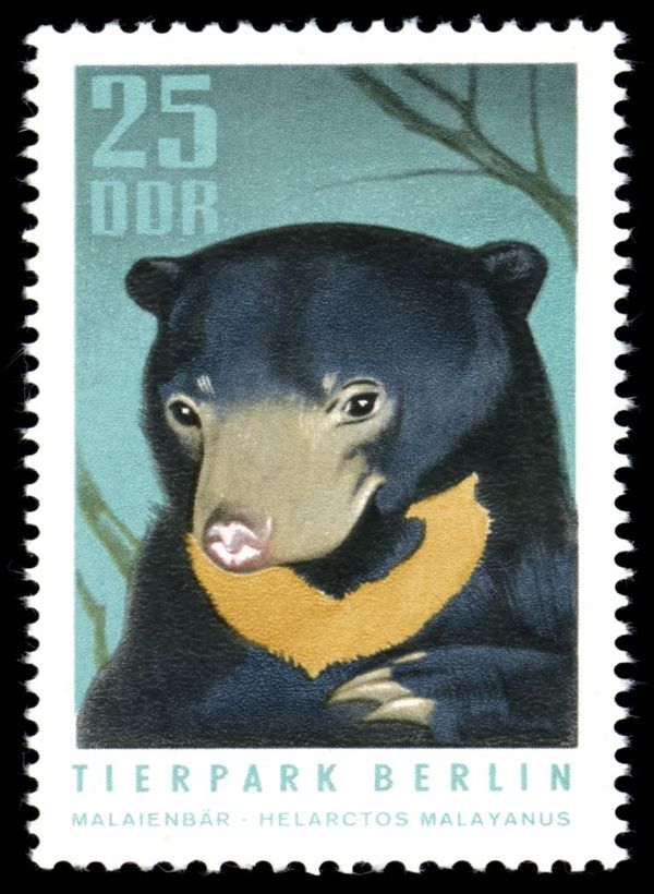 Sun Bear (Helarctos malayanus)