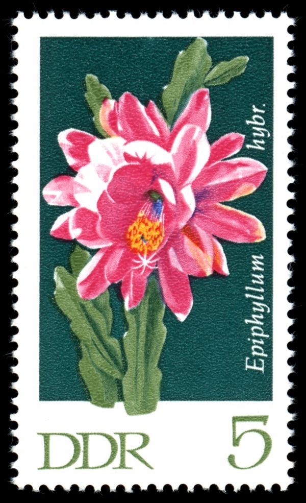 Orchid Cactus (Epiphyllum hybrid)