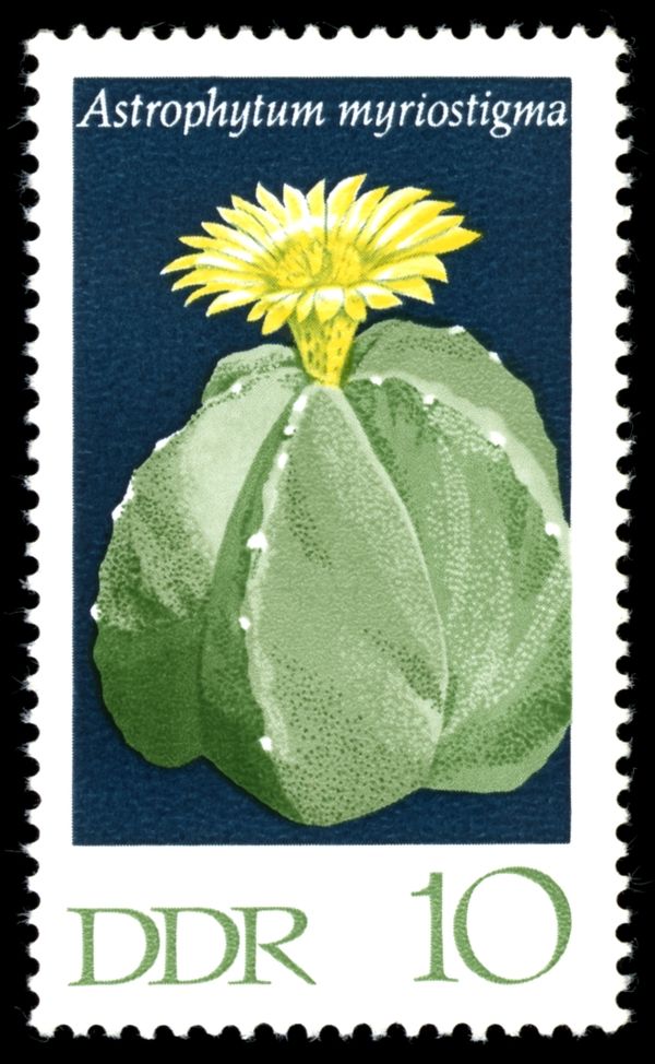 Bishop's Cap Cactus (Astrophytum myriostigma)