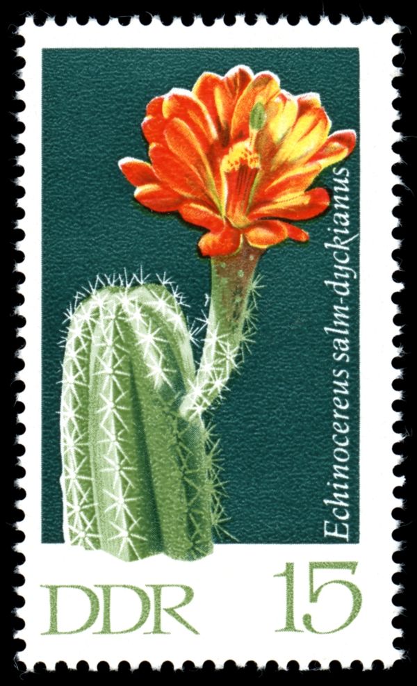 Echinocereus salm-dyckianus