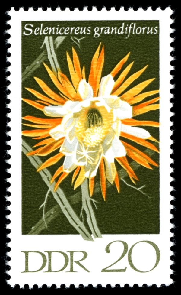 Queen of the Night (Selenicereus grandiflorus)