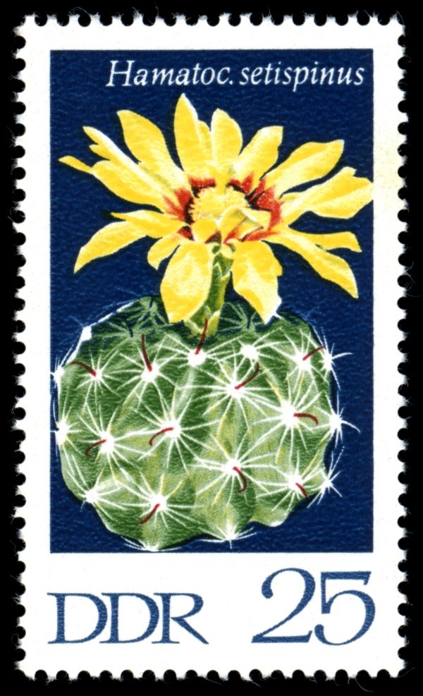 Hedgehog Cactus (Hamatocactus setispinus)