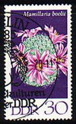 Pincushion Cactus (Mamillaria boolii)