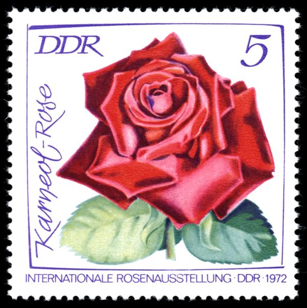 Carnelion rose