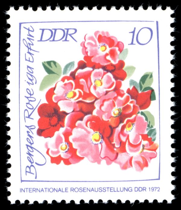 Bergers Rose iga Erfurt