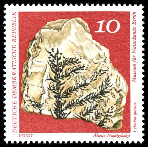 The Oldest Conifers (Lebachia speciosa)