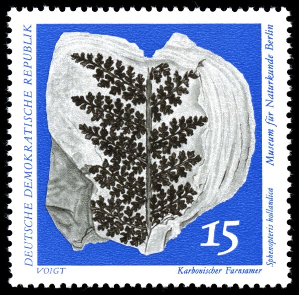Carboniferous Seed Fern (Sphenopteris hollandica)