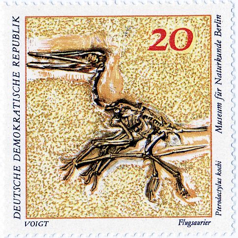 Pterosaurs (Pterodactylus kochi)