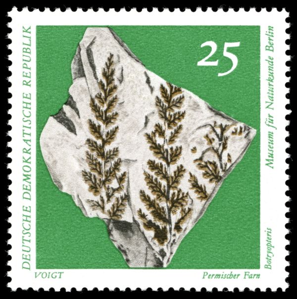 Permian Fern (Botryopteris)