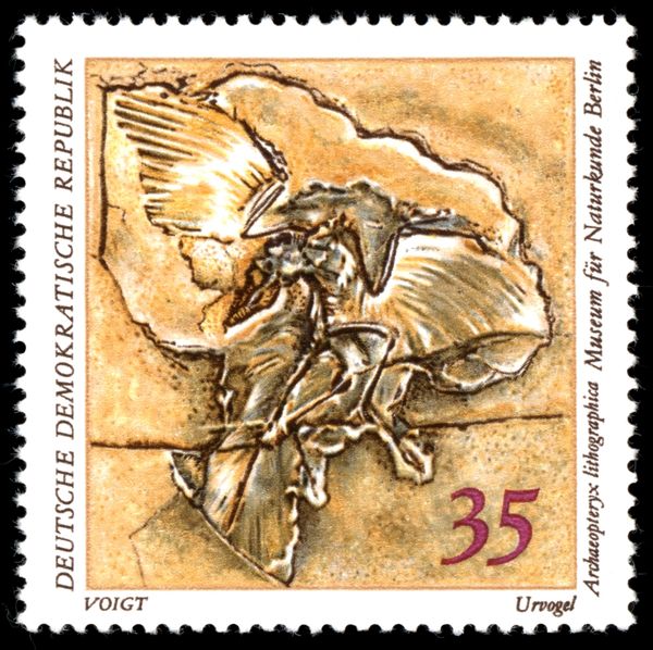 Prehistoric bird (Archaeopteryx lithographica)
