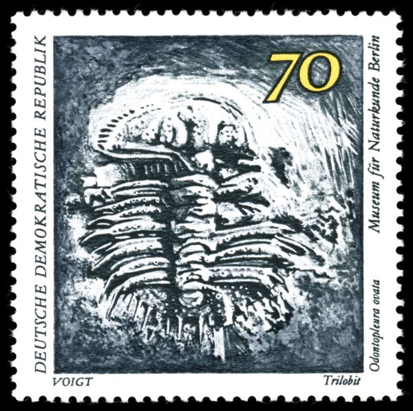 Trilobite (Odontopleura ovata)