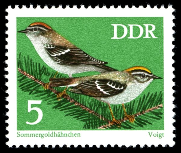 Common Firecrest (Regulus ignicapillus)