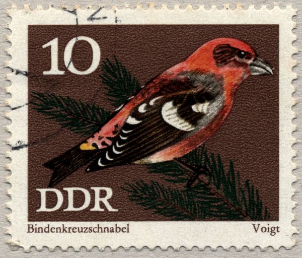 Two-barred Crossbill (Loxia leucoptera)
