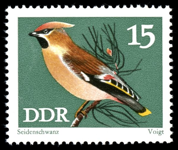 Bohemian Waxwing (Bombycilla garrulus)
