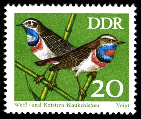 White-spotted and Red-spotted Bluethroat (Luscinia svecica)