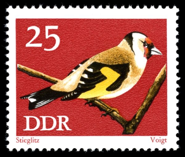 European Goldfinch (Carduelis carduelis)