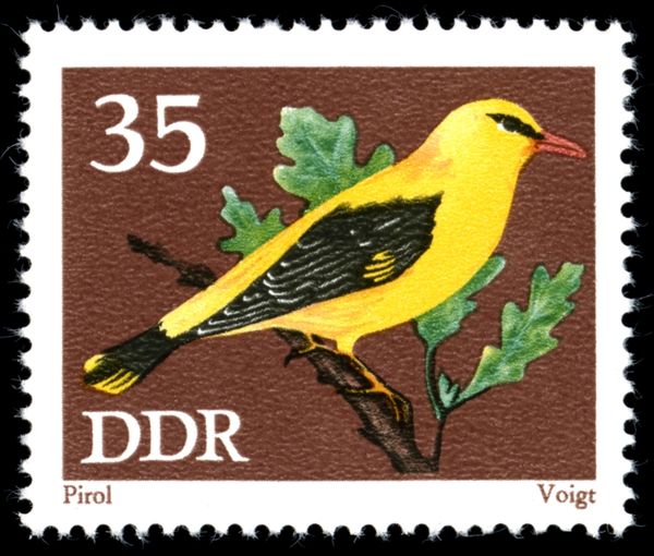 Golden Oriole (Oriolus oriolus)