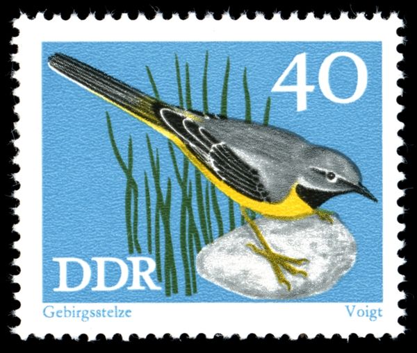 Grey Wagtail (Motacilla cinerea)