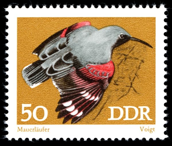 Wallcreeper (Tichodroma muraria)