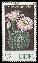 Sea urchin cactus (Echinopsis multiplex)