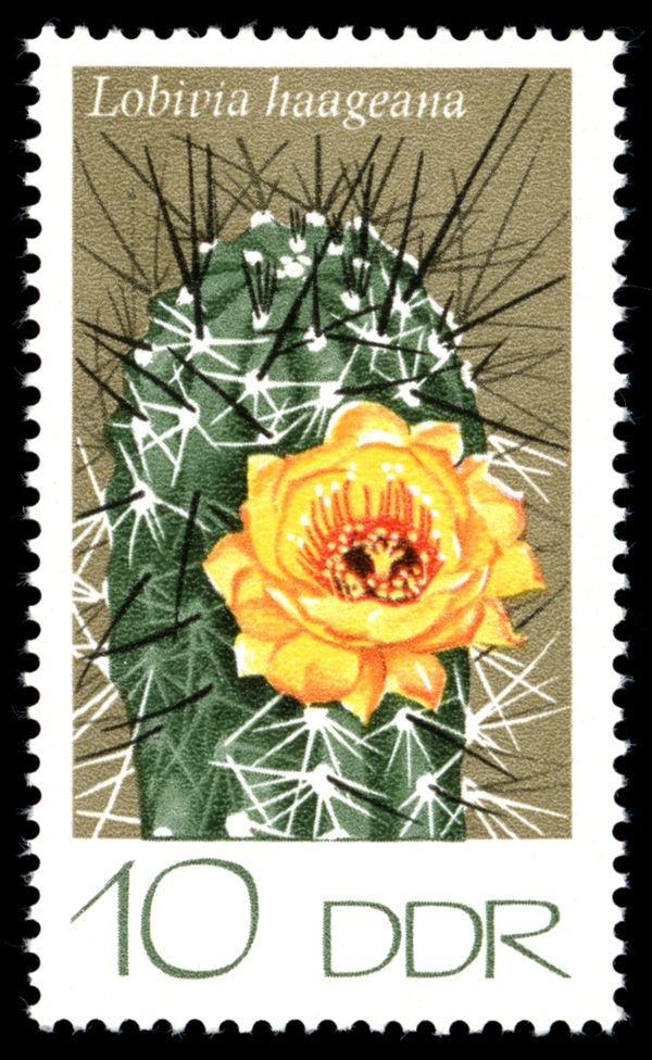 Marsoner's Hedgehog Cactus (Lobivia haageana)