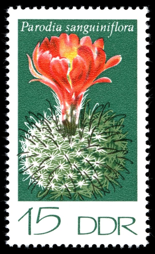 Blood Red Parody (Parodia sanguiniflora)