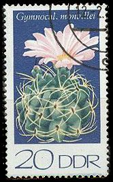 Monville's humpback cactus (Gymnocalycium monvillei)