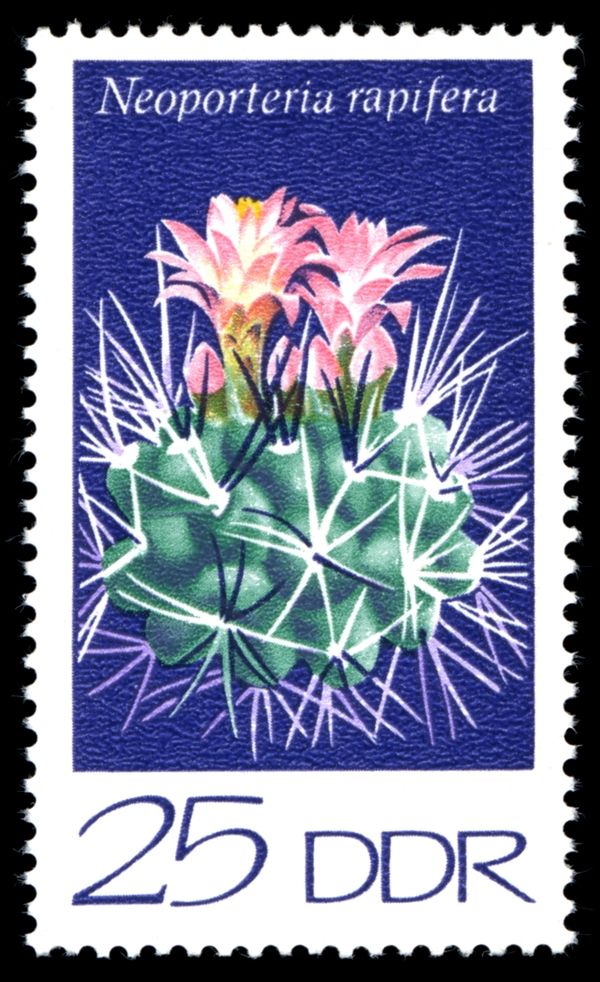 Humpback woolly fig cactus (Neoporteria rapifera)