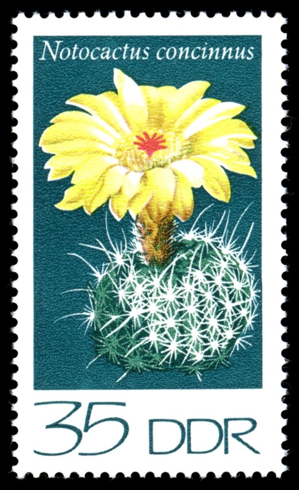 Dainty parody (Notocactus concinnus)