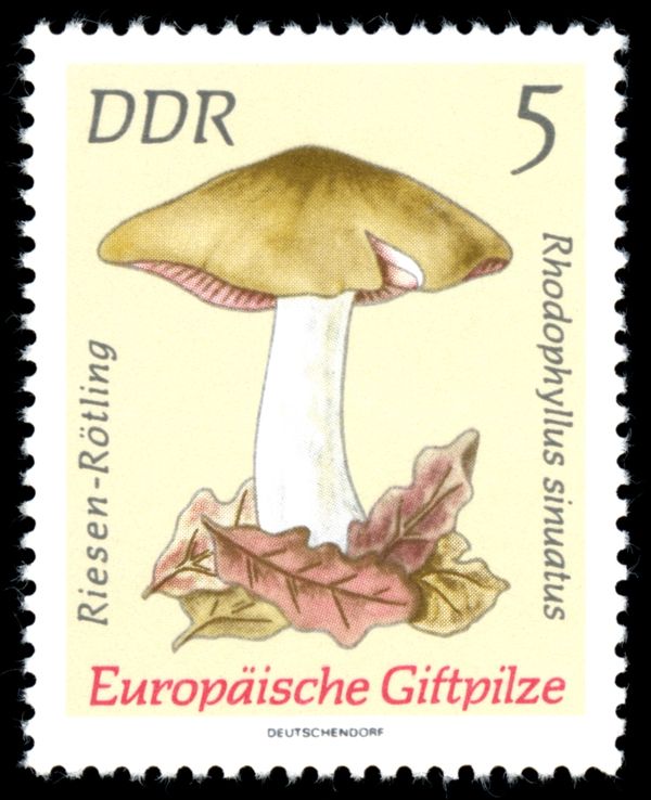 Livid Entoloma (Rhodophyllus sinuatus)