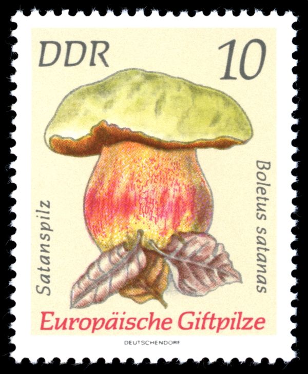 Satan's Bolete (Boletus satanas)