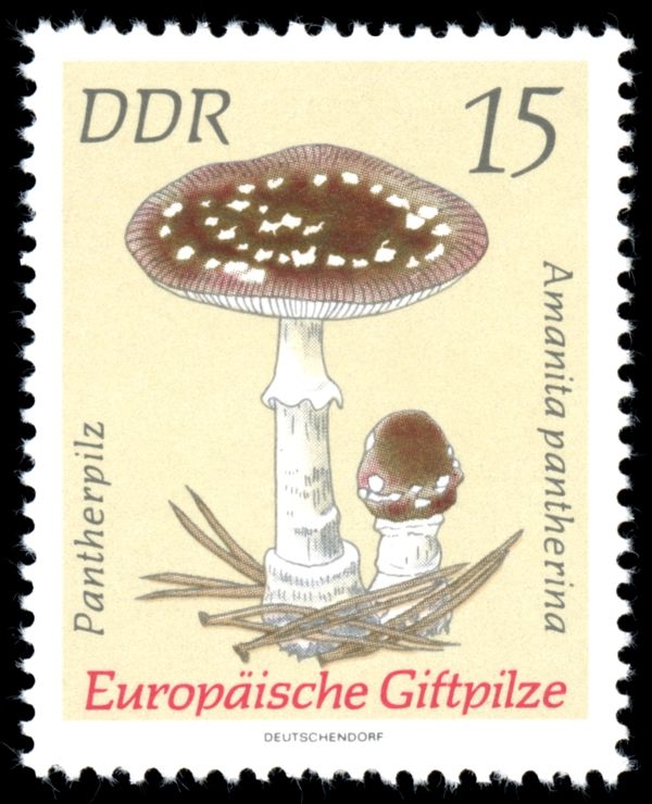 Panther Cap (Amanita pantherina)