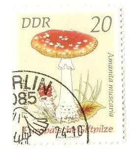 Red Fly Agaric (Amanita muscaria)