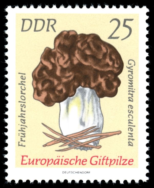 Brain Mushroom (Gyromitra esculenta)
