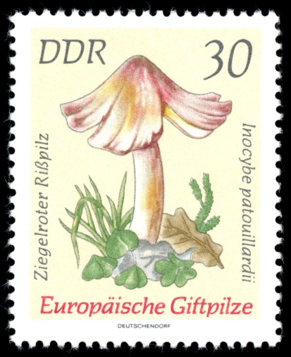 Brick-red Tear Mushroom (Inocybe patouillardii)