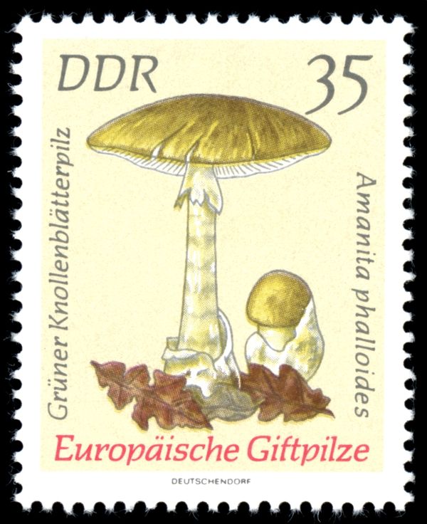 Death Cap (Amanita phalloides)