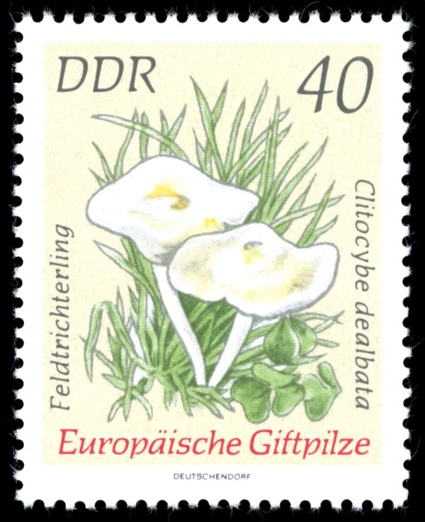 Ivory Funnel (Clitocybe dealbata)