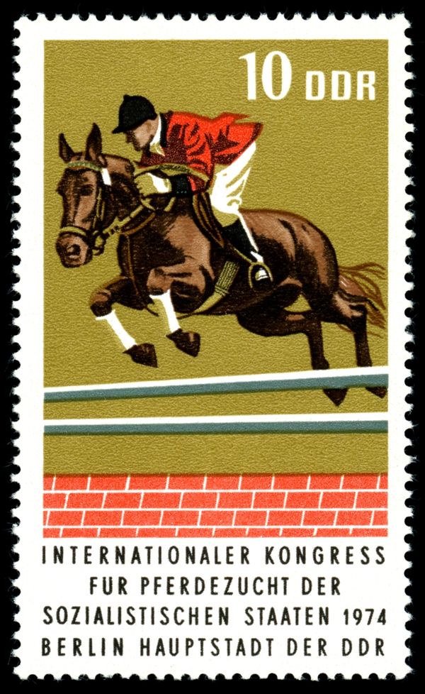 Warmblood; Show Jumping
